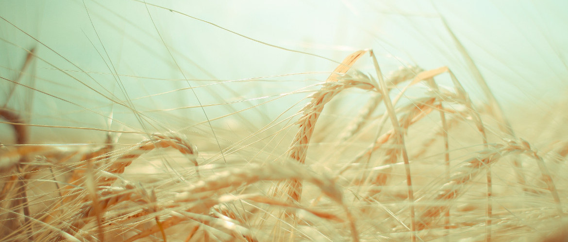 grass grass