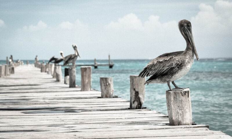 pelican_1 pelican_1